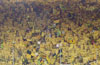 Borussia Dortmund vs FC Hansa Rostock (2-1)