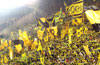Borussia Dortmund vs MSV Duisburg (2-0)
