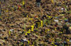 Borussia Dortmund vs DSC Arminia Bielefeld (2-0)
