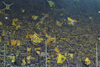 Borussia Dortmund vs VfL Bochum (2-0)