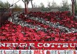 1. FC Union Berlin vs FC Energie Cottbus (3-1)