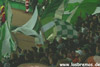 Werder Bremen vs FC Chelsea London (1-0)