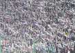 Legia Warschau vs Ruch Chorzow (2-0)