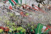Slask Wroclaw vs Ruch Chorzow (2-1)