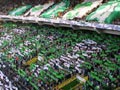 Sporting Lissabon vs ZSKA Moskau (3-1)